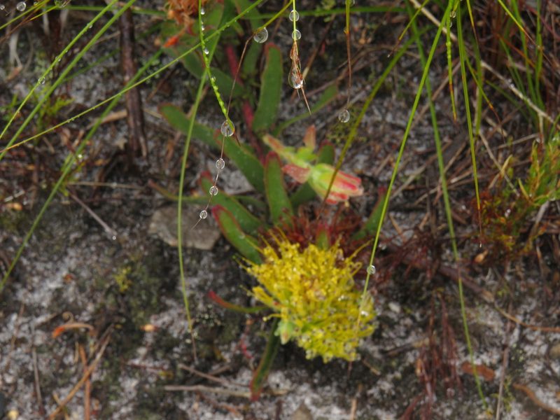 Leucospermum gracile, photographed by Jeremy Gilmore