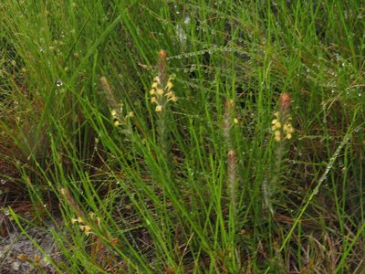 Struthiola tomentosa, photographed by Jeremy Gilmore