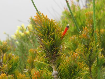 Retzia capensis, photographed by Jeremy Gilmore