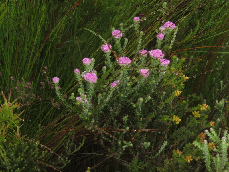 Metalasia cymbifolia, photographed by Jeremy Gilmore