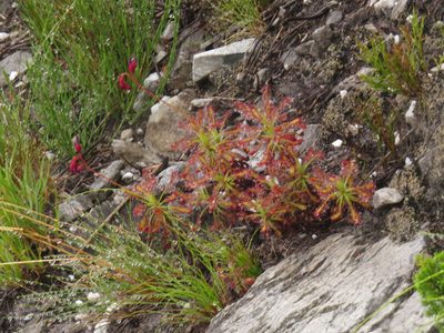 Drosera glabripes, photographed by Jeremy Gilmore