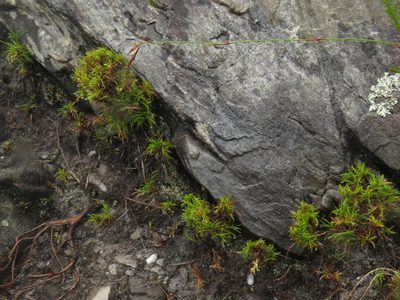 Ficinia ramosissima, photographed by Jeremy Gilmore