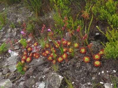 Drosera xerophila, photographed by Jeremy Gilmore