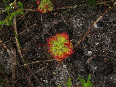 Drosera xerophila, photographed by Jeremy Gilmore