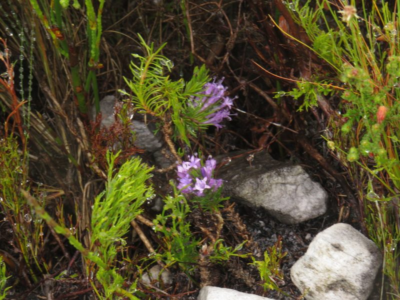 Merciera azurea, photographed by Jeremy Gilmore