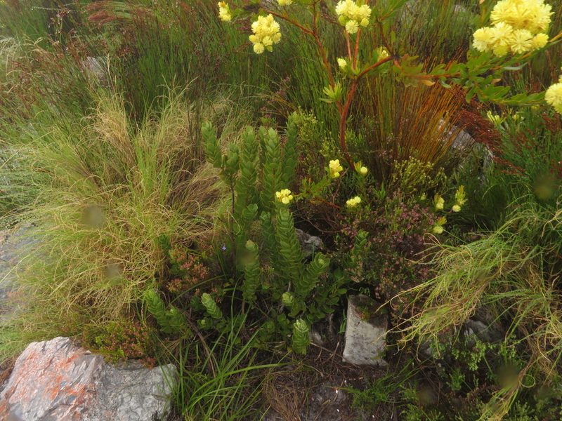 Osyris speciosa, photographed by Jeremy Gilmore