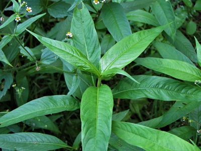 Persicaria hydropiper, photographed by Saryu Mae 前 朝琉