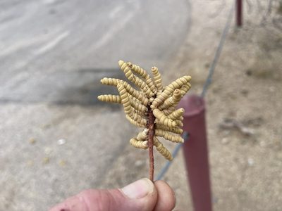 Strombocarpa pubescens, photographed by CK2AZ