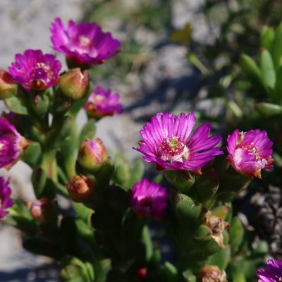 Ruschia sarmentosa, photographed by Diana Studer