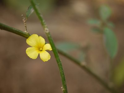 Reinwardtia indica, photographed by Dinesh Valke