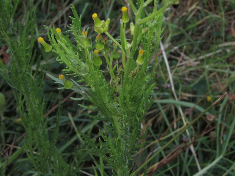 Senecio esleri, photographed by Saryu Mae 前 朝琉