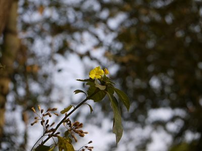Reinwardtia indica, photographed by Dinesh Valke