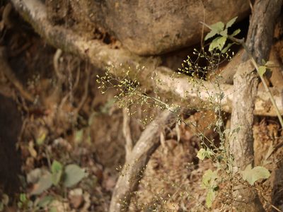 Blumea virens, photographed by Dinesh Valke