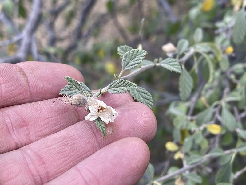 Cordia parvifolia, photographed by CK2AZ
