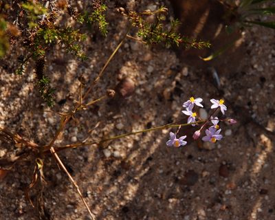 Cyanella hyacinthoides, photographed by Tony Rebelo
