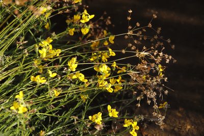 Monopsis lutea, photographed by Tony Rebelo