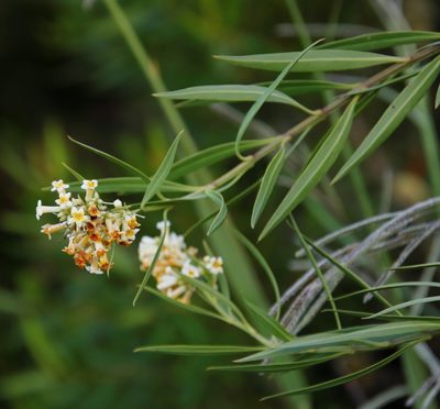 Freylinia lanceolata, photographed by Tony Rebelo