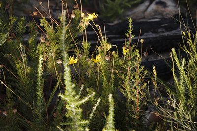 Euryops abrotanifolius, photographed by Tony Rebelo