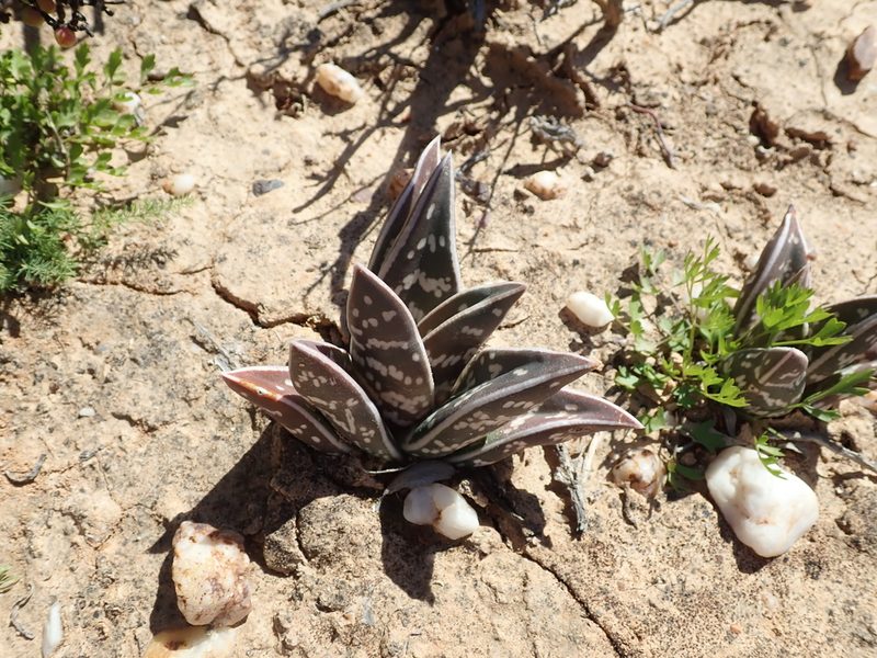 Gonialoe variegata, photographed by Peter Warren
