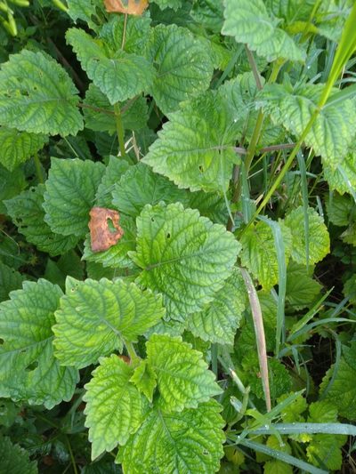 Equilabium petiolare, photographed by Rosemary Harrison