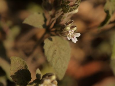 Lepidagathis fasciculata, photographed by Dinesh Valke