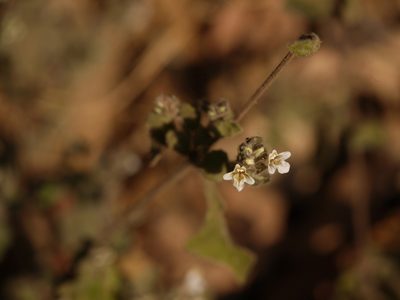 Lepidagathis fasciculata, photographed by Dinesh Valke
