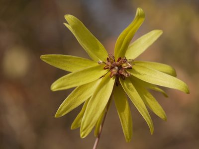 Bulbophyllum fimbriatum, photographed by Dinesh Valke