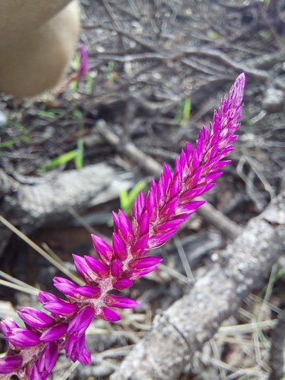 Hermbstaedtia odorata, photographed by Manuel R Popp