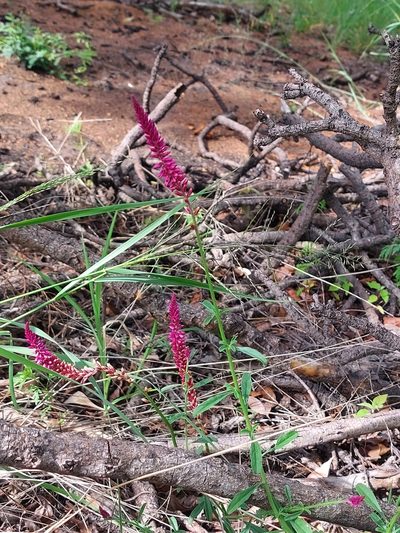 Hermbstaedtia odorata, photographed by Manuel R Popp