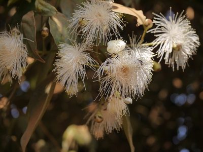 Syzygium hemisphericum, photographed by Dinesh Valke