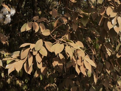 Syzygium hemisphericum, photographed by Dinesh Valke