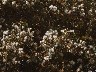 Syzygium hemisphericum, photographed by Dinesh Valke