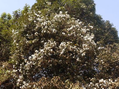 Syzygium hemisphericum, photographed by Dinesh Valke