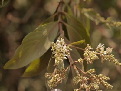 Wendlandia thyrsoidea, photographed by Dinesh Valke