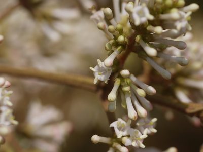 Wendlandia thyrsoidea, photographed by Dinesh Valke