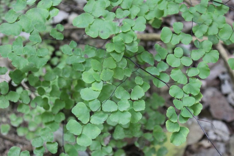 Adiantum tricholepis, photographed by Ricard Busquets Reverte