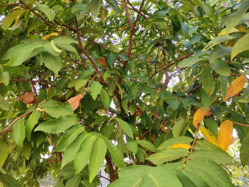 Syzygium samarangense, photographed by Vis M