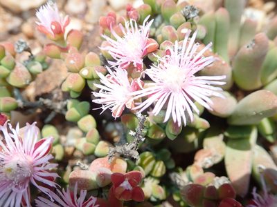 Drosanthemopsis diversifolia, photographed by Peter Warren