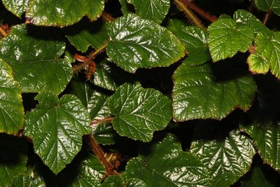 Rubus tricolor, photographed by Stephen James McWilliam