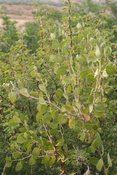 Withania frutescens, photographed by Oleg Kosterin