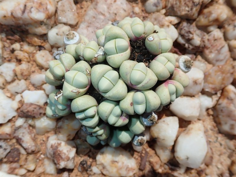 Argyroderma framesii, photographed by Peter Warren