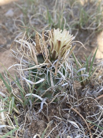 Sclerocactus papyracanthus, photographed by Anders Hastings