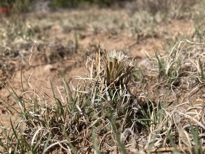 Sclerocactus papyracanthus, photographed by Anders Hastings