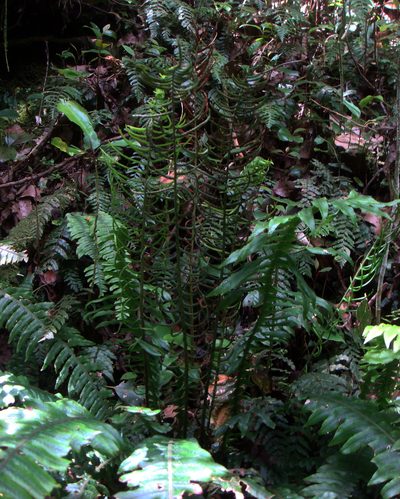 Austroblechnum norfolkianum, photographed by Peter de Lange