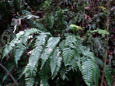 Austroblechnum norfolkianum, photographed by Peter de Lange
