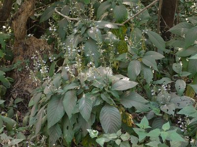 Gymnostachyum pubescens, photographed by Dinesh Valke