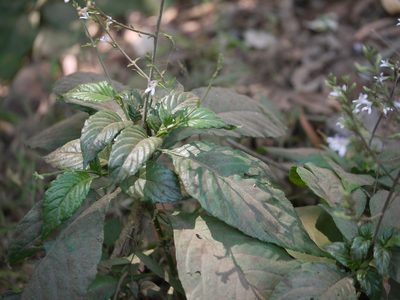 Gymnostachyum pubescens, photographed by Dinesh Valke