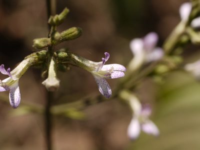 Gymnostachyum pubescens, photographed by Dinesh Valke