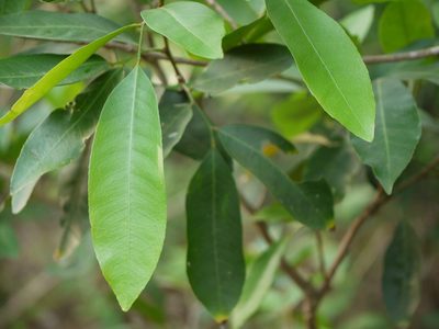 Glycosmis pentaphylla, photographed by Dinesh Valke