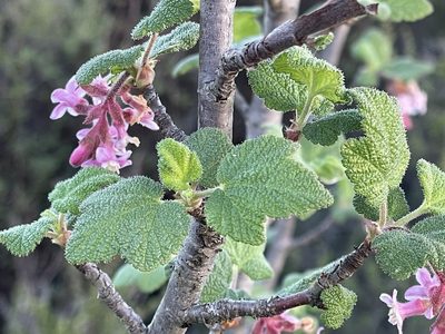 Ribes malvaceum, photographed by Henrik Kibak